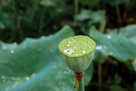 节气大暑莲蓬背景