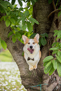 在树杈上的狗狗柯基背景图片