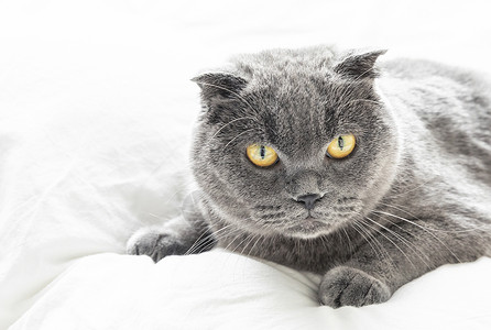 英短蓝猫背景高清图片素材