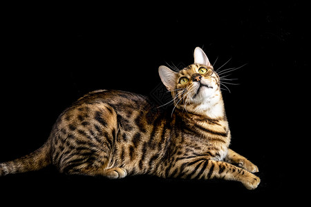 孟加拉豹猫背景图片
