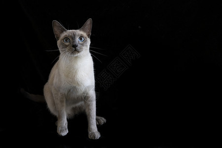 暹罗猫动物黑底素材高清图片
