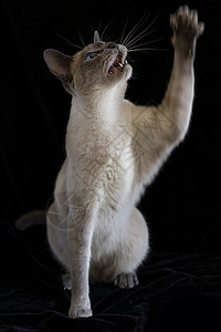 暹罗猫背景图片