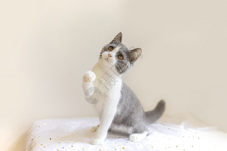 英短蓝白猫动物高清图片素材