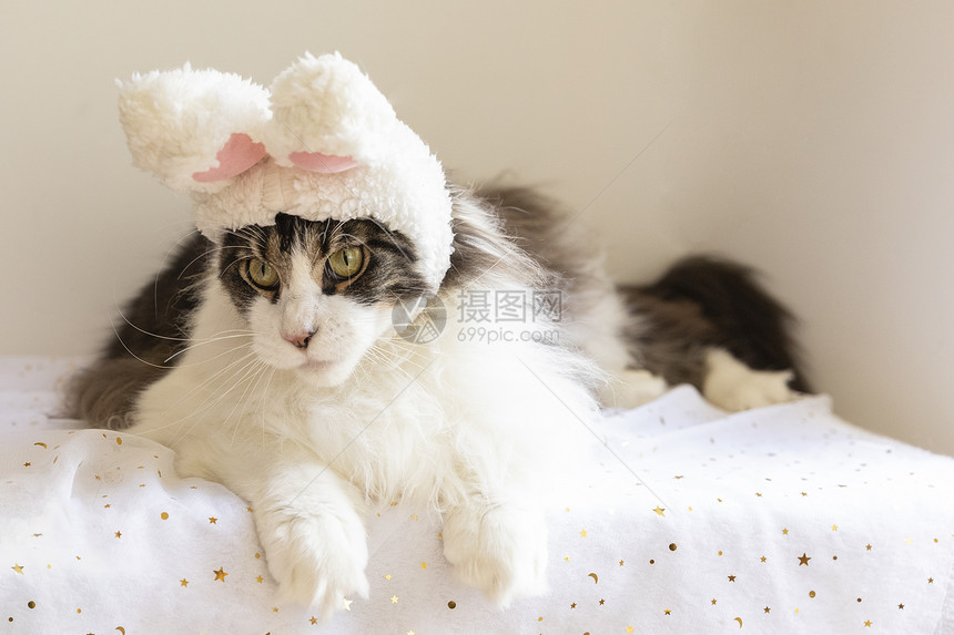 缅因猫戴帽子图片