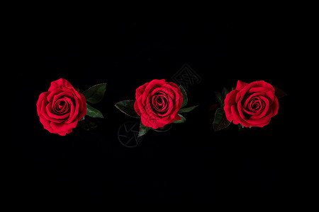 玫瑰花黑色背景图片