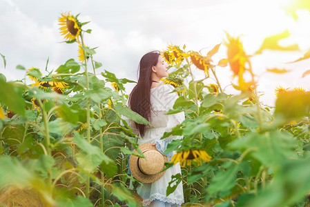 向日葵女孩背影萌妹子高清图片素材