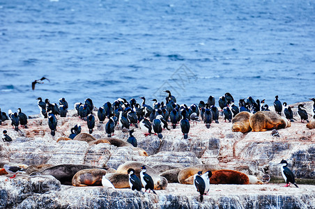 企鹅海岛海狮与海鸟高清图片