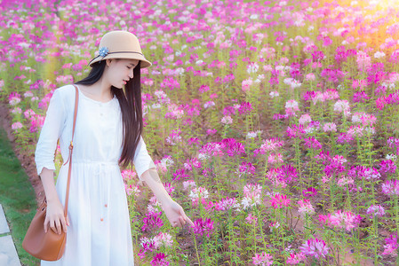 粉色染发软妹子花海里的少女背景