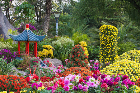 中秋国庆双节钜惠菊花花坛花艺背景