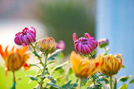 秋季菊花菊花花坛展览背景