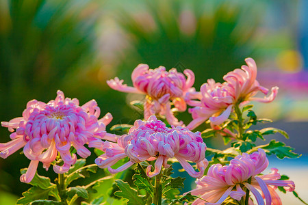 重阳节菊花秋天菊花高清图片