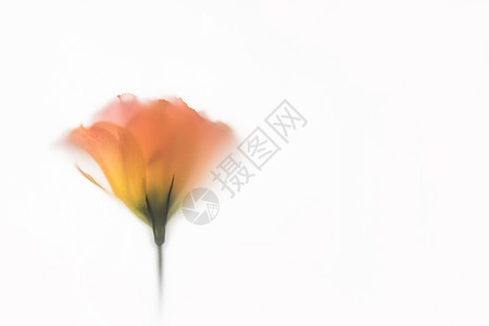 创意花卉桔梗背景图片