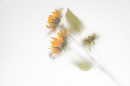 创意花卉向日葵图片