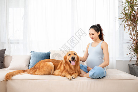 怀孕的美女和宠物金毛犬图片素材