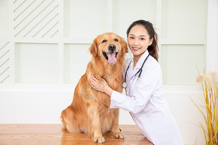 宠物医疗素材兽医给金毛犬做体检背景
