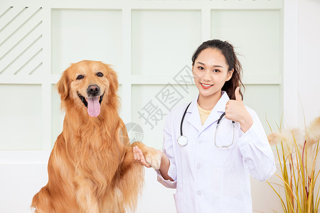 兽医给金毛犬做体检背景图片