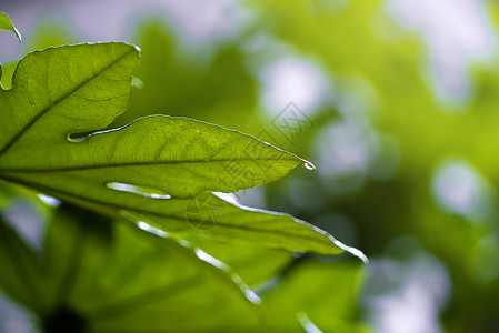 雨后的绿色植物图片