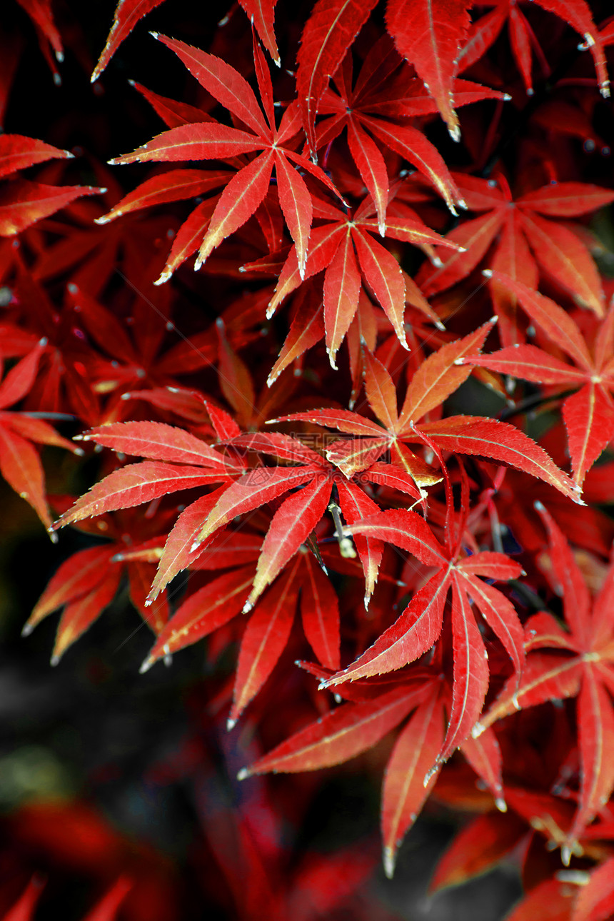 大气唯美秋天树叶摄影图图片
