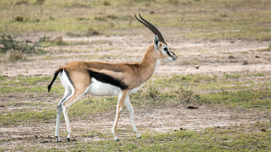直角大羚羊肯尼亚大草原的野生动物背景