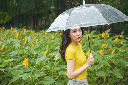 向日葵中撑伞漫步的少女图片