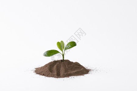 泥土里的嫩芽生命高清图片素材