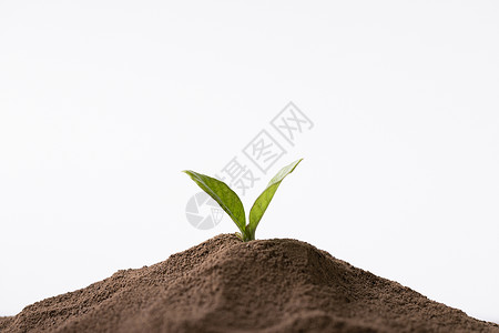 泥土里的嫩芽自然高清图片素材