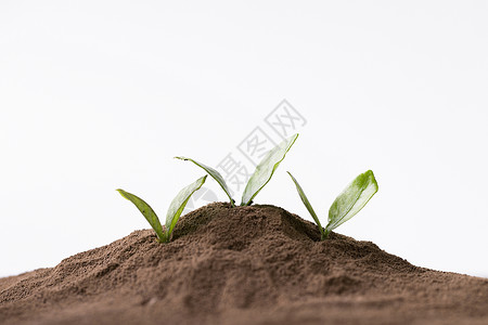 泥土里的嫩芽保护自然高清图片素材