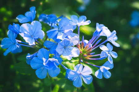 枯草里的蓝花紫色花朵蓝花丹背景