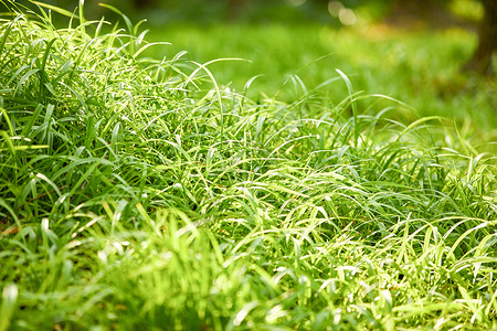 绿草从绿草特写背景