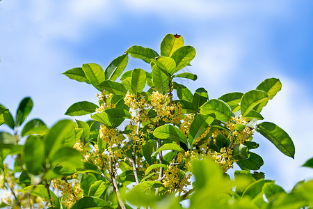 丹桂蓝天下的桂花树背景