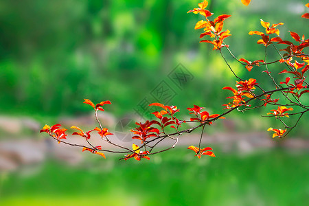 红叶树枝条横枝条红叶树高清图片