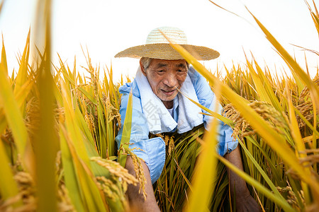 劳动节农民伯伯农民伯伯丰收割水稻背景