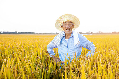 秋季农民稻田丰收亚洲人高清图片素材