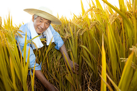 农民伯伯拿镰刀丰收水稻收获高清图片素材
