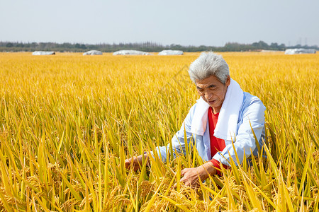 秋天农民丰收水稻图片