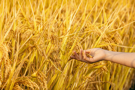 秋天的稻穗稻谷高清图片素材