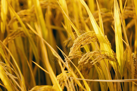 秋天的稻穗农业高清图片素材