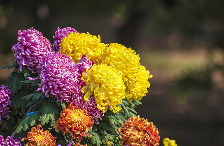 菊花盛开秋天菊花背景