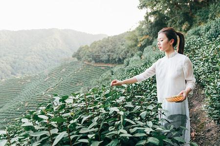 茶田里的采茶姑娘高清图片