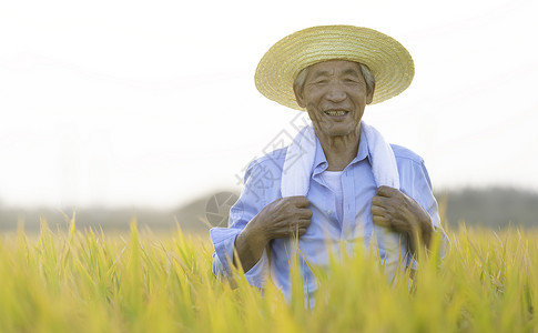 种水稻的男人稻田农民秋天丰收劳动形象背景