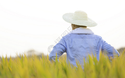 种水稻的男人稻田农民背影背景