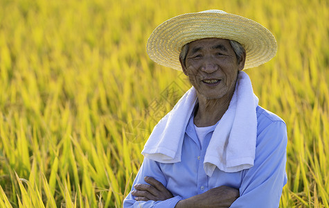 稻田中的农民伯伯背景图片