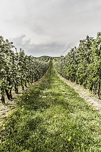 德国博登塞葡萄园景观图片