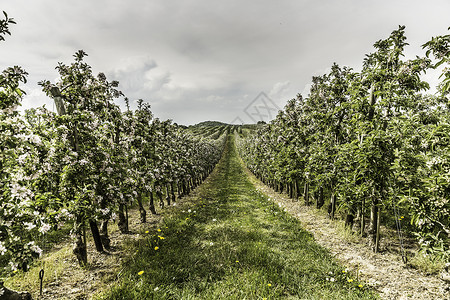 德国博登塞葡萄园和葡萄藤景观图片