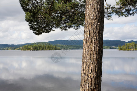湖边松树图片