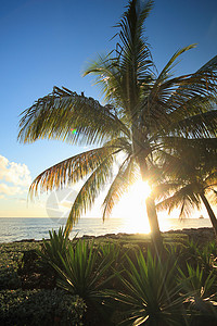 加勒比巴巴多斯布里奇敦日落时的棕榈树和海岸景观高清图片