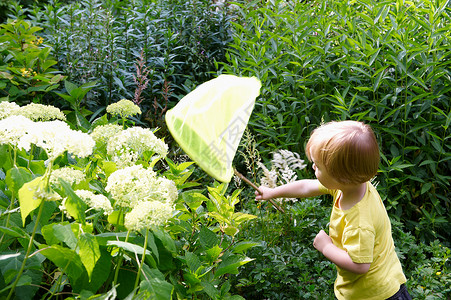 在花园里玩蝴蝶网的男孩图片