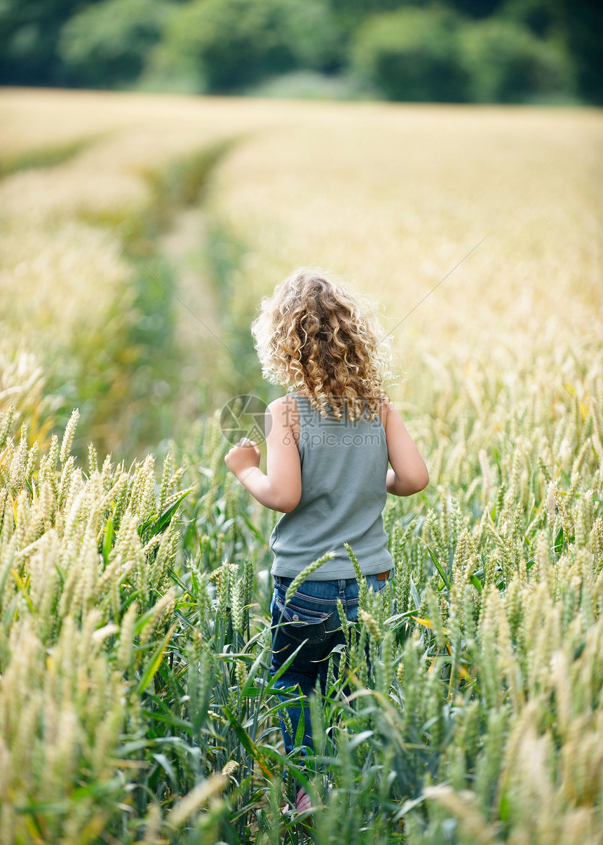小女孩在玉米地里散步图片
