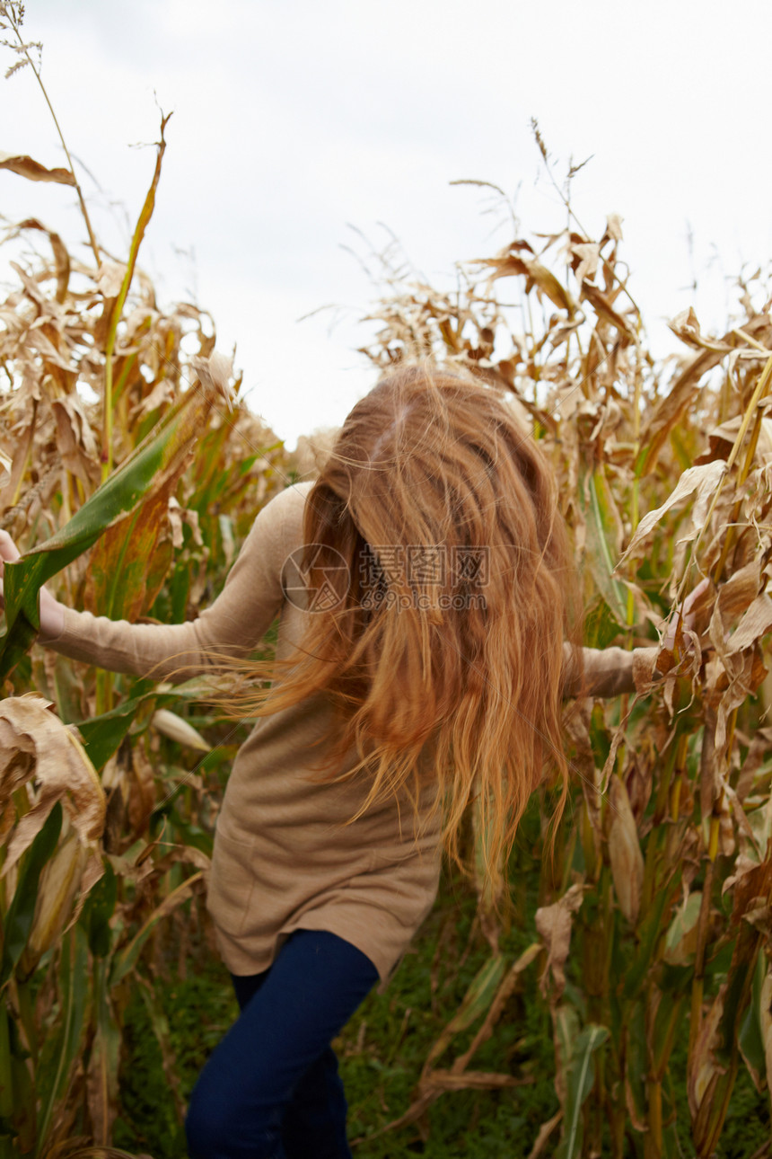 在玉米地散步的少女图片