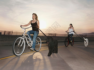 狗兜风骑着狗拉着皮带骑车的女人背景